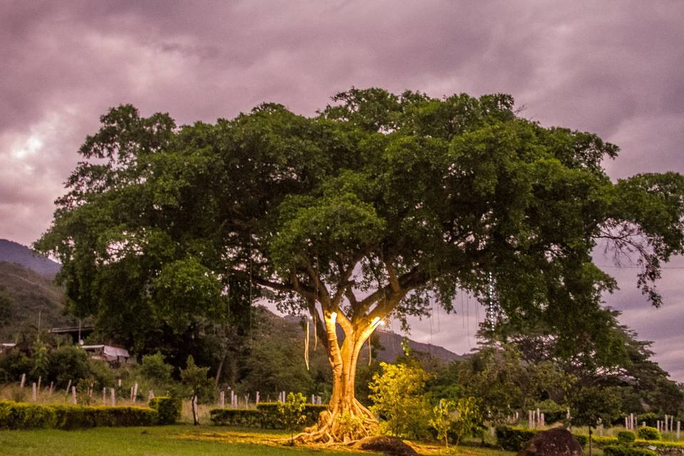 Árbol de la resiliencia