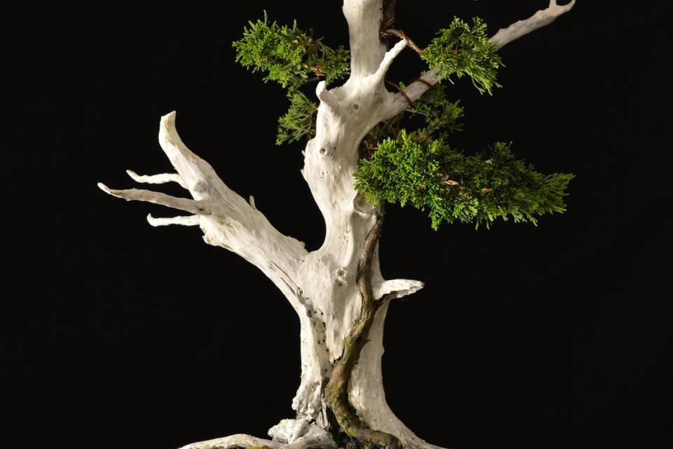 Bonsái Juniperus