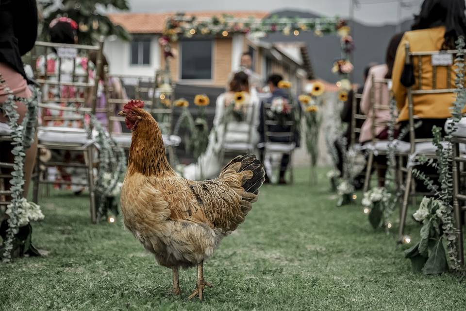 Todos quieren compartir la ale