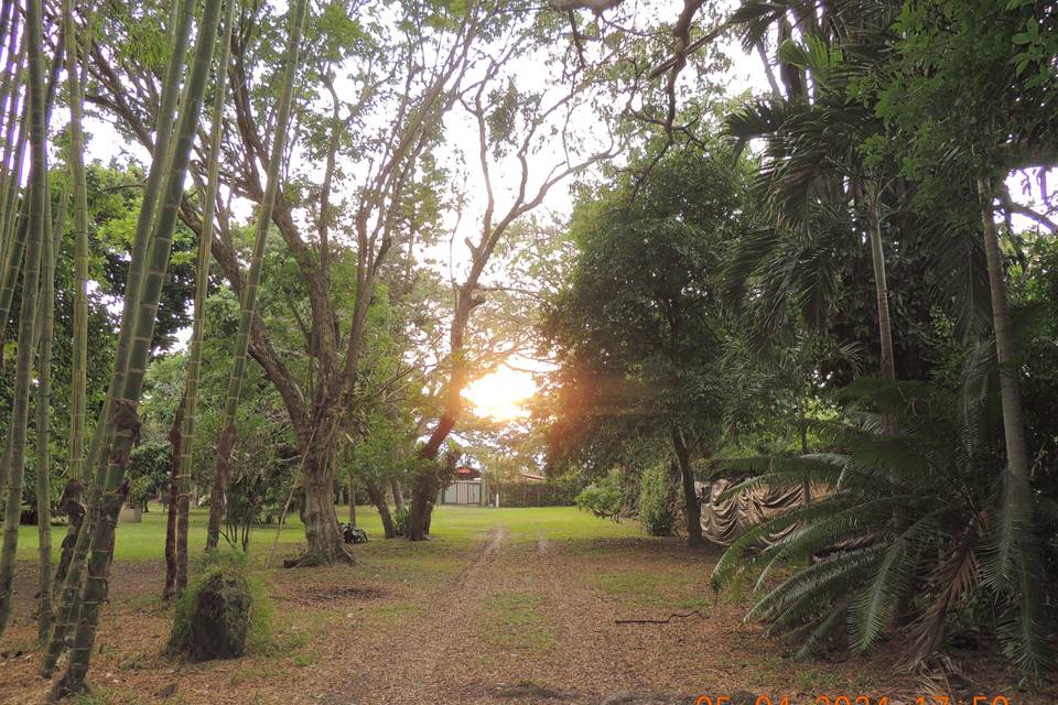 Callejon de Arboles