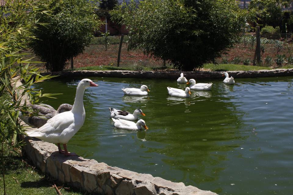 Lago de patos