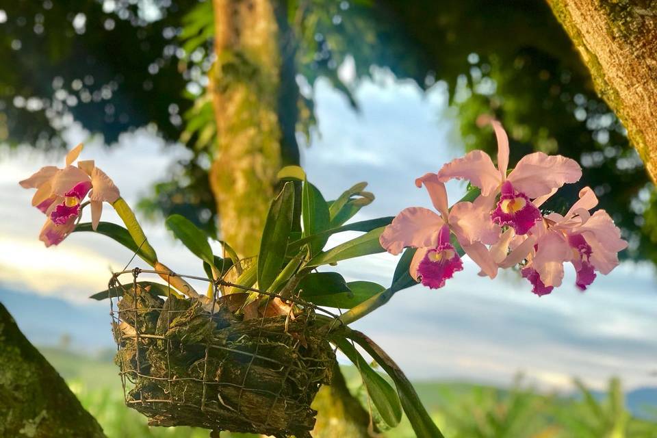 Orquídeas en El Caney