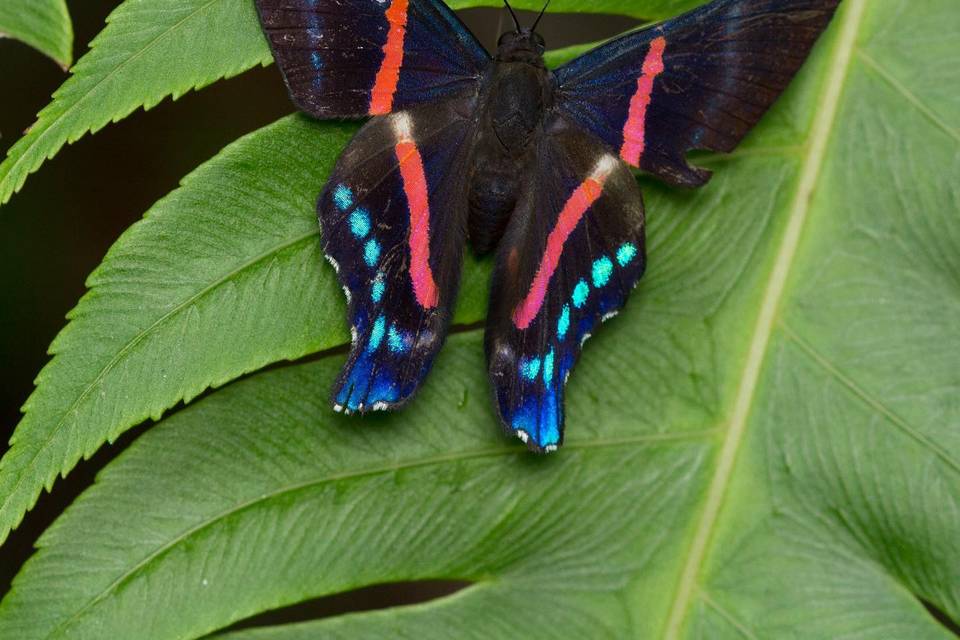 Mariposas La Trinidad